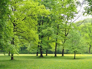 Survey finds three quarters want parks to be a statutory duty for councils